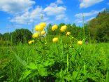 Die charakteristische Trollblume mit gelber Blüte auf den Wiesen über Emmerzhausen.