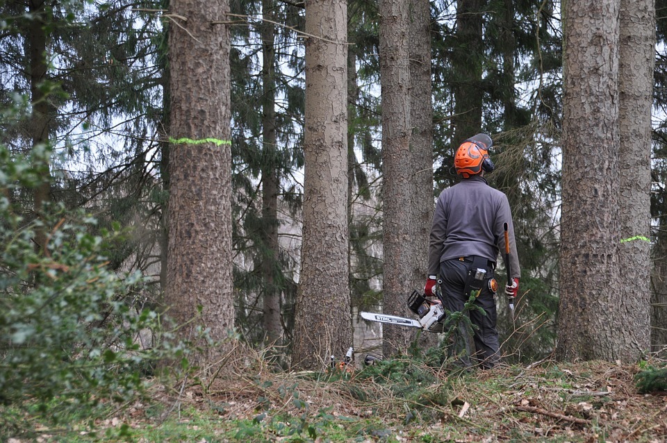 Mann mit Schutzausrüstung und Motorsäge im Wald.