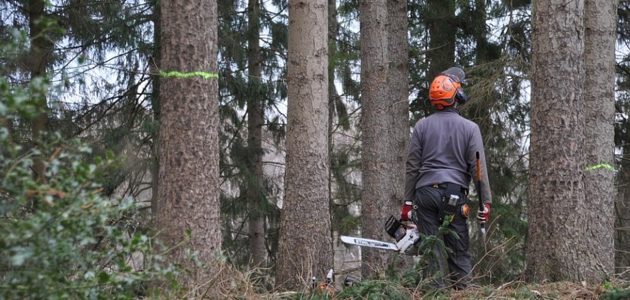 Mann mit Schutzausrüstung und Motorsäge im Wald.