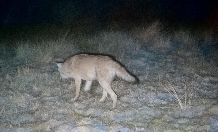 Ein Wolf auf einer Wiese bei Nacht.