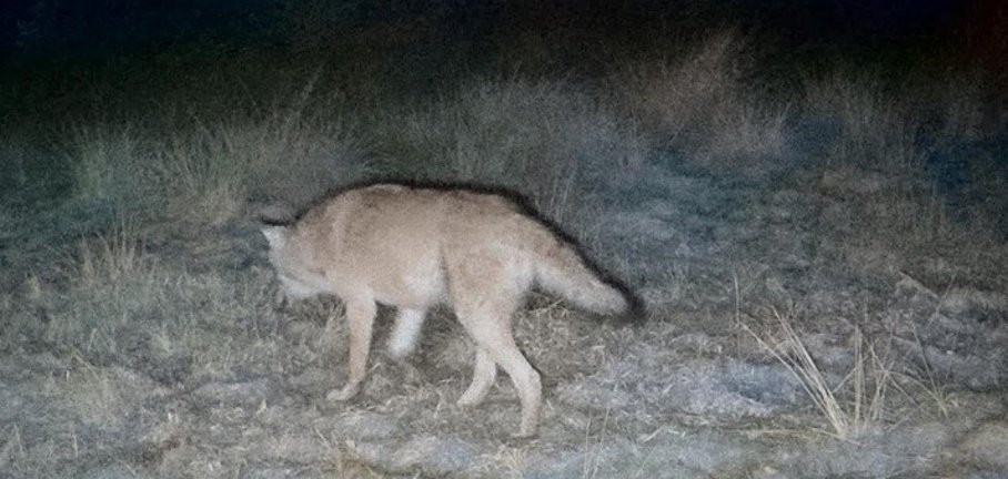 Ein Wolf auf einer Wiese bei Nacht.