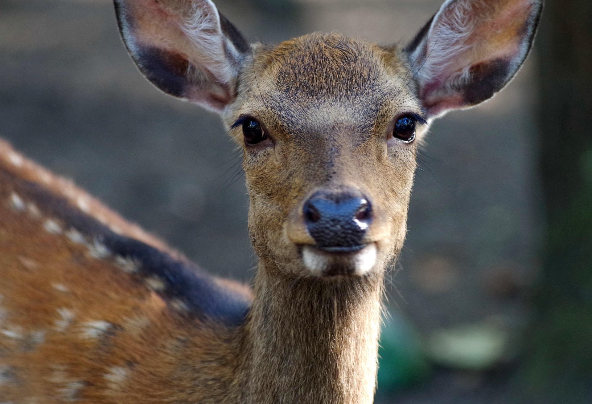 Hier sehen Sie ein Reh im Wald.