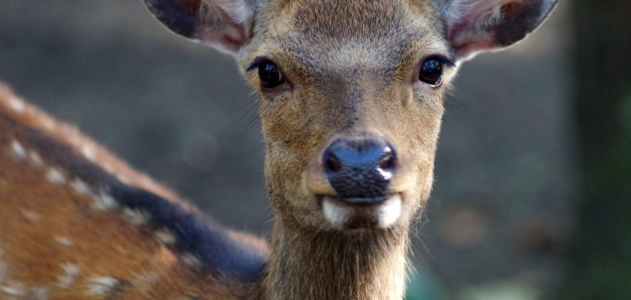 Hier sehen Sie ein Reh im Wald.