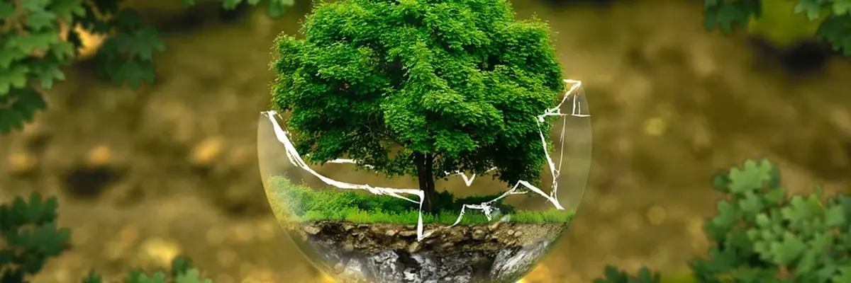 Hier sehen Sie einen Baum, der in einer zerbrochenen Glaskugel wächst.