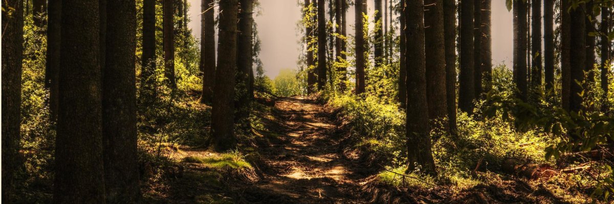 Hier sehen Sie einen Waldweg gesäumt von Bäumen.