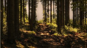 Waldweg Hier sehen Sie einen Waldweg gesäumt von Bäumen.