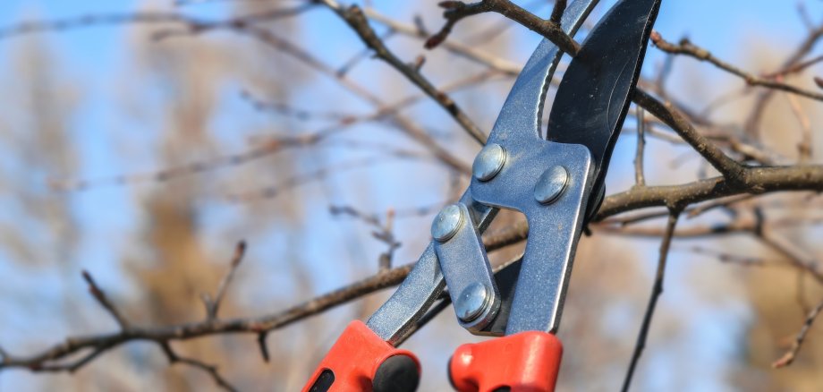 Hier sehen Sie eine Gartenschere, die einen Ast abschneidet.