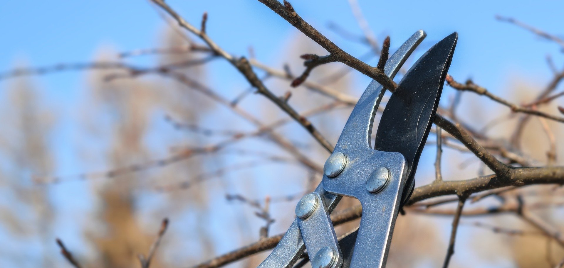 Hier sehen Sie eine Gartenschere, die einen Ast abschneidet.